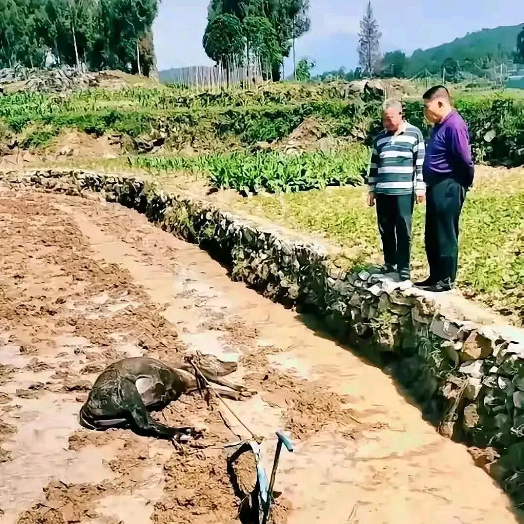 明澈