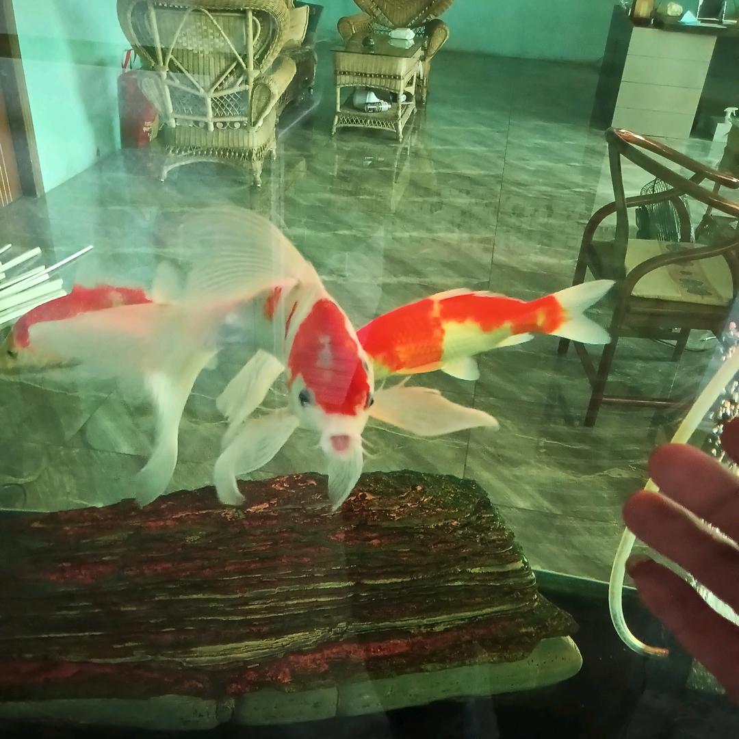 ♥(｡￫v￩｡)♥信命不(`Δ’)／认命