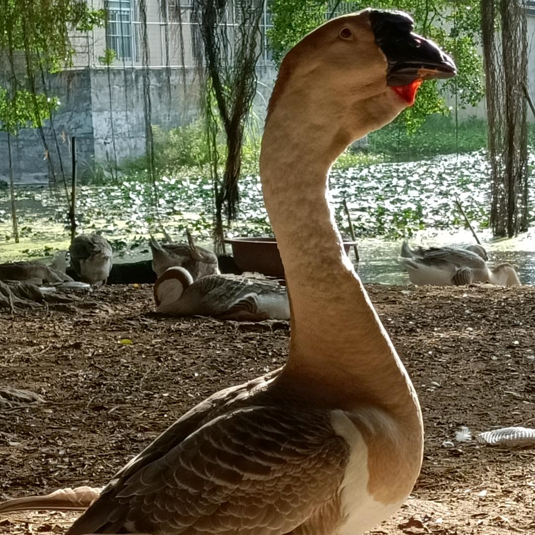 然叔澄海华泰特种狮头鹅种鹅