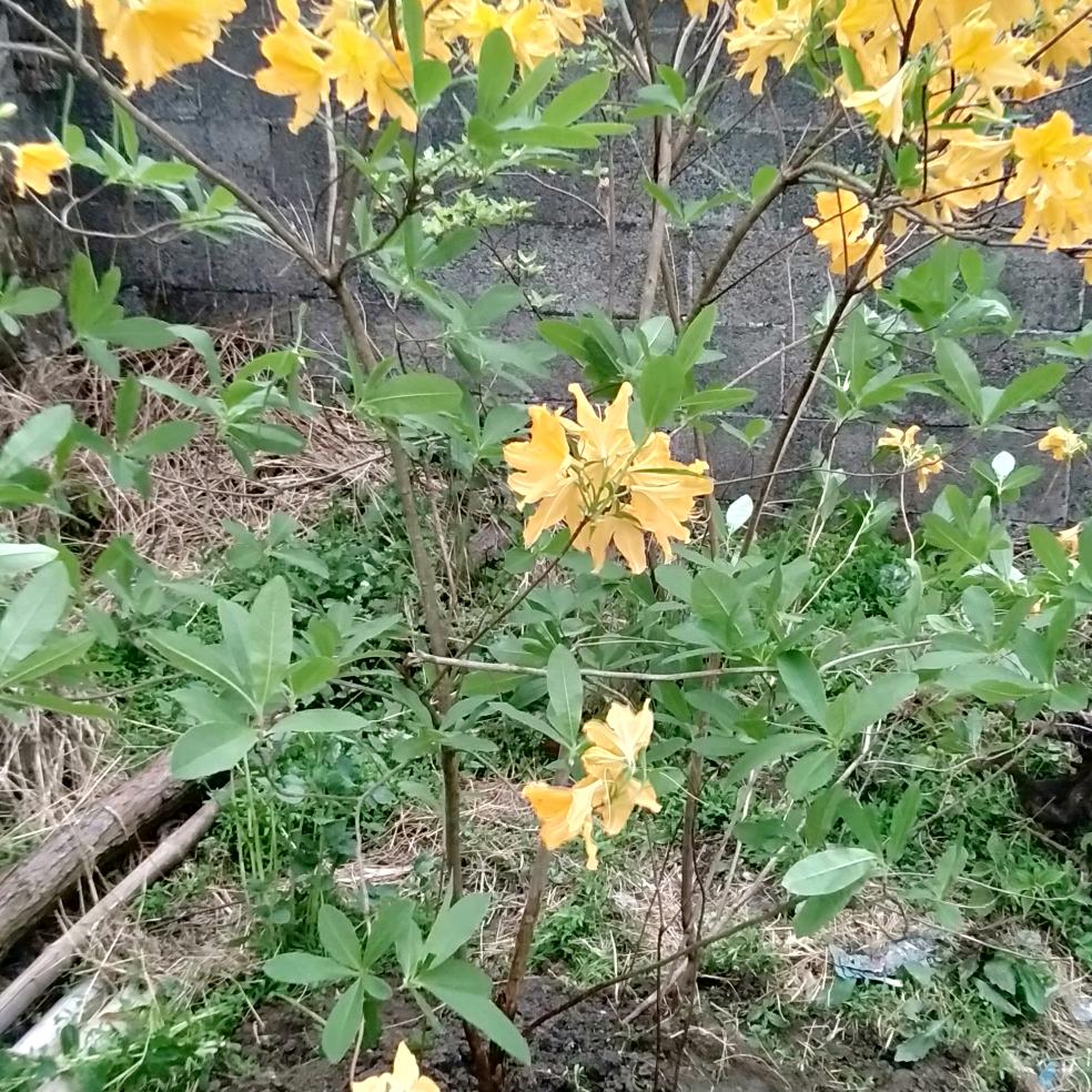 用，蔡求明户55366583