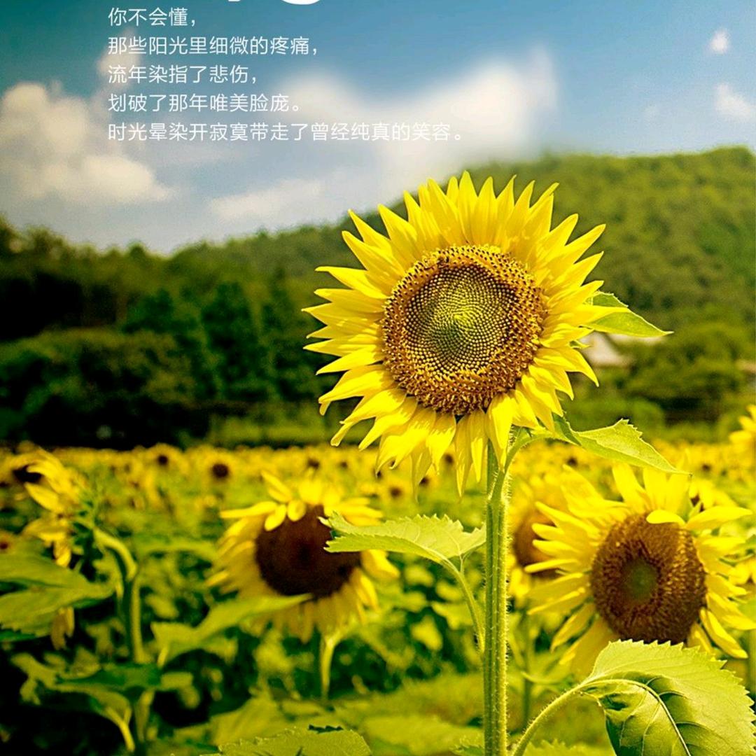 向日葵的花朵