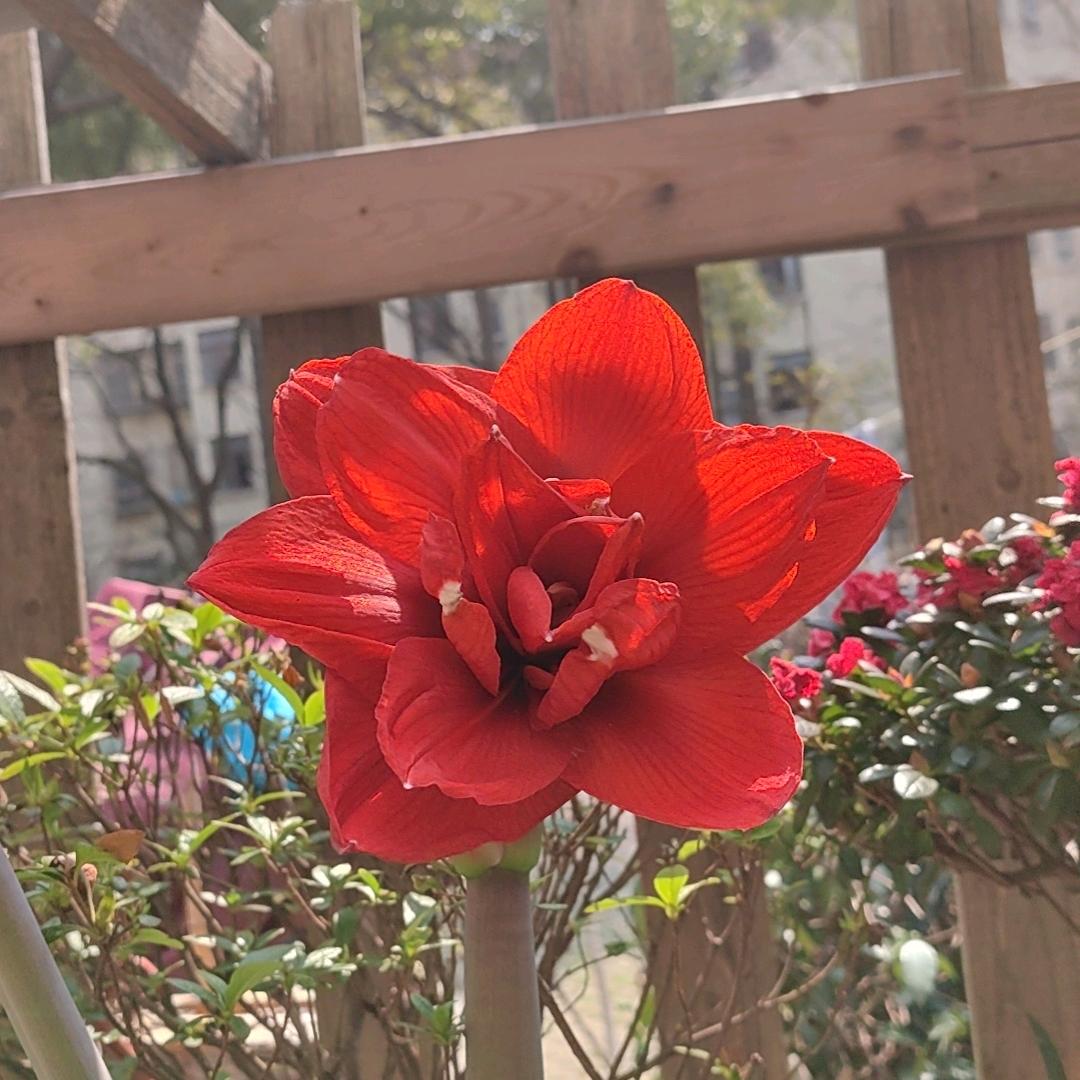 玉仙