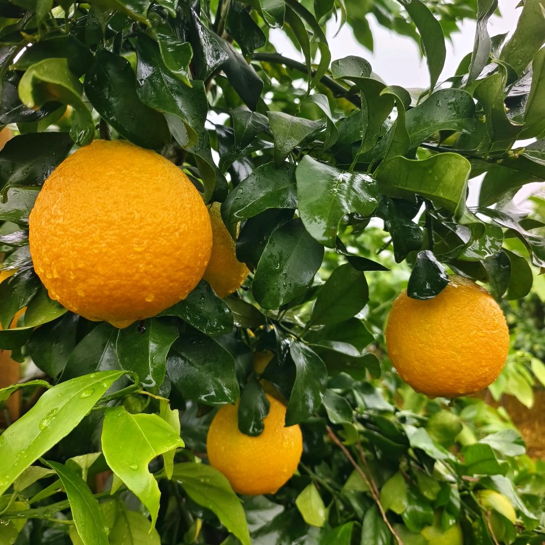 果木岛鲁冰果树苗木专卖店