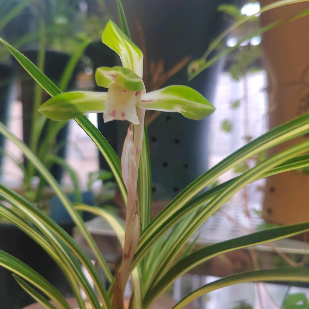 赫章兰花植料
