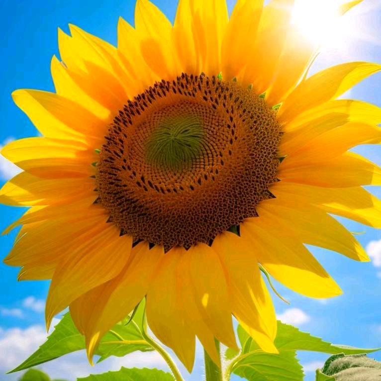 。🌻向日葵🌻
