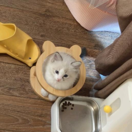 点点是个小媒婆