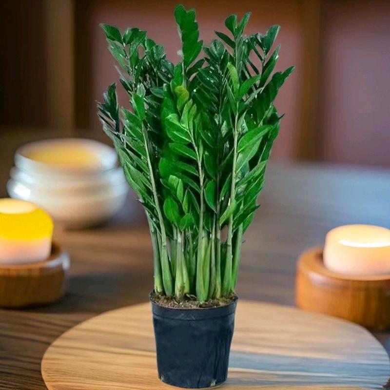 茗辉花卉绿植