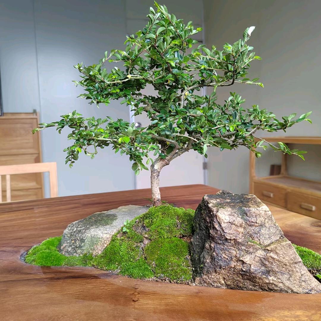 凤儿好物优选--