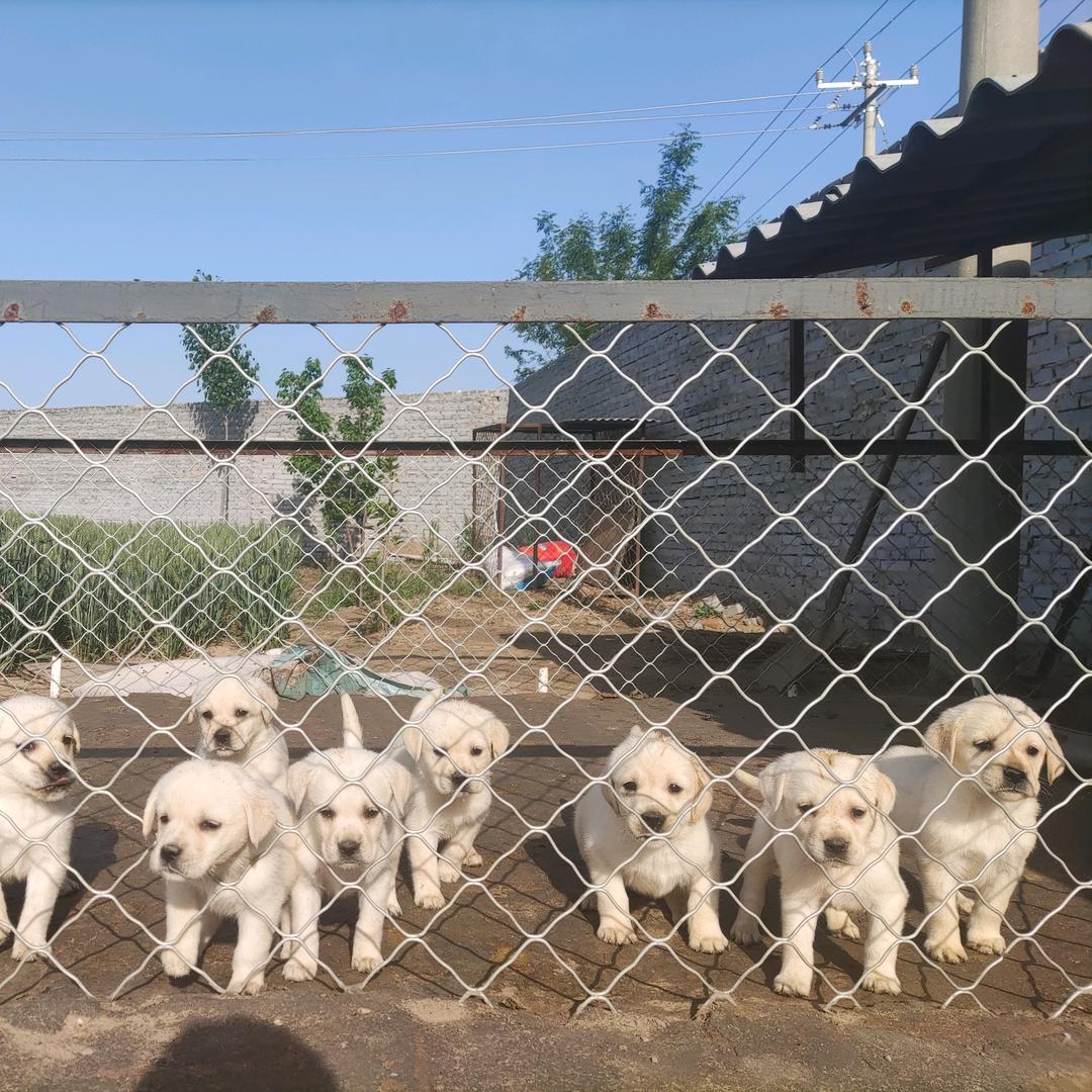 南和康顺犬舍