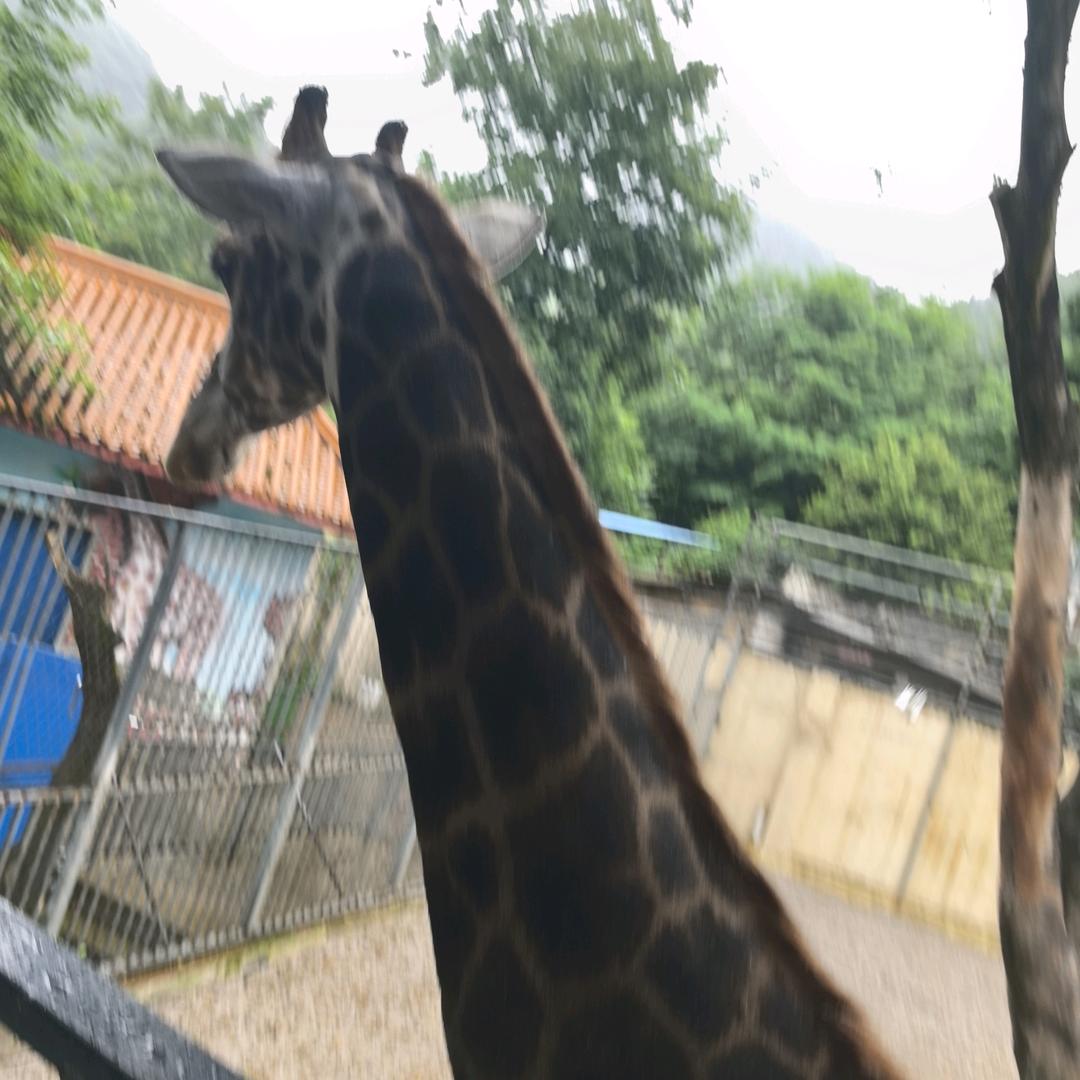 萧萧暮雨子规啼