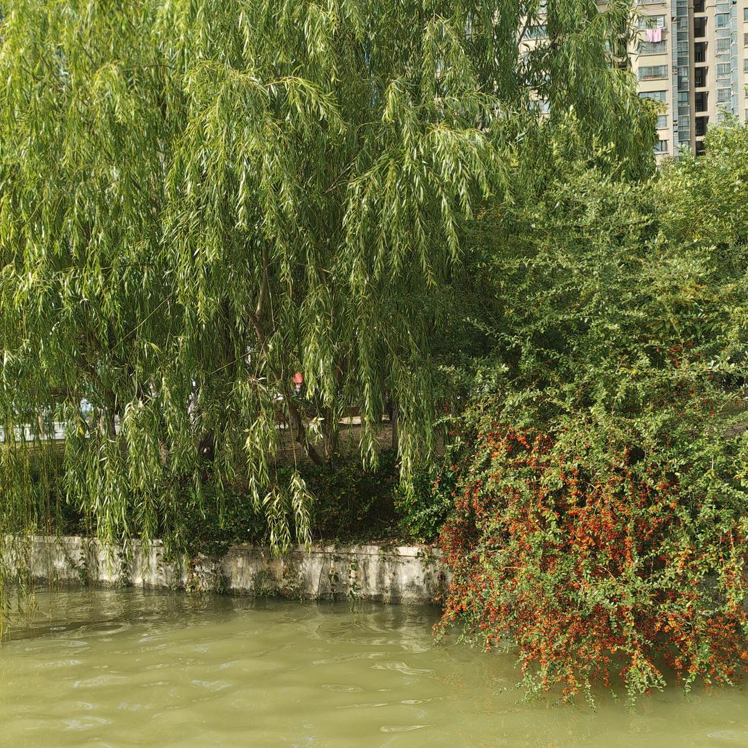 枫叶🍁恋楊🌲