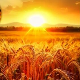 ㊗️🌅君临天下💎