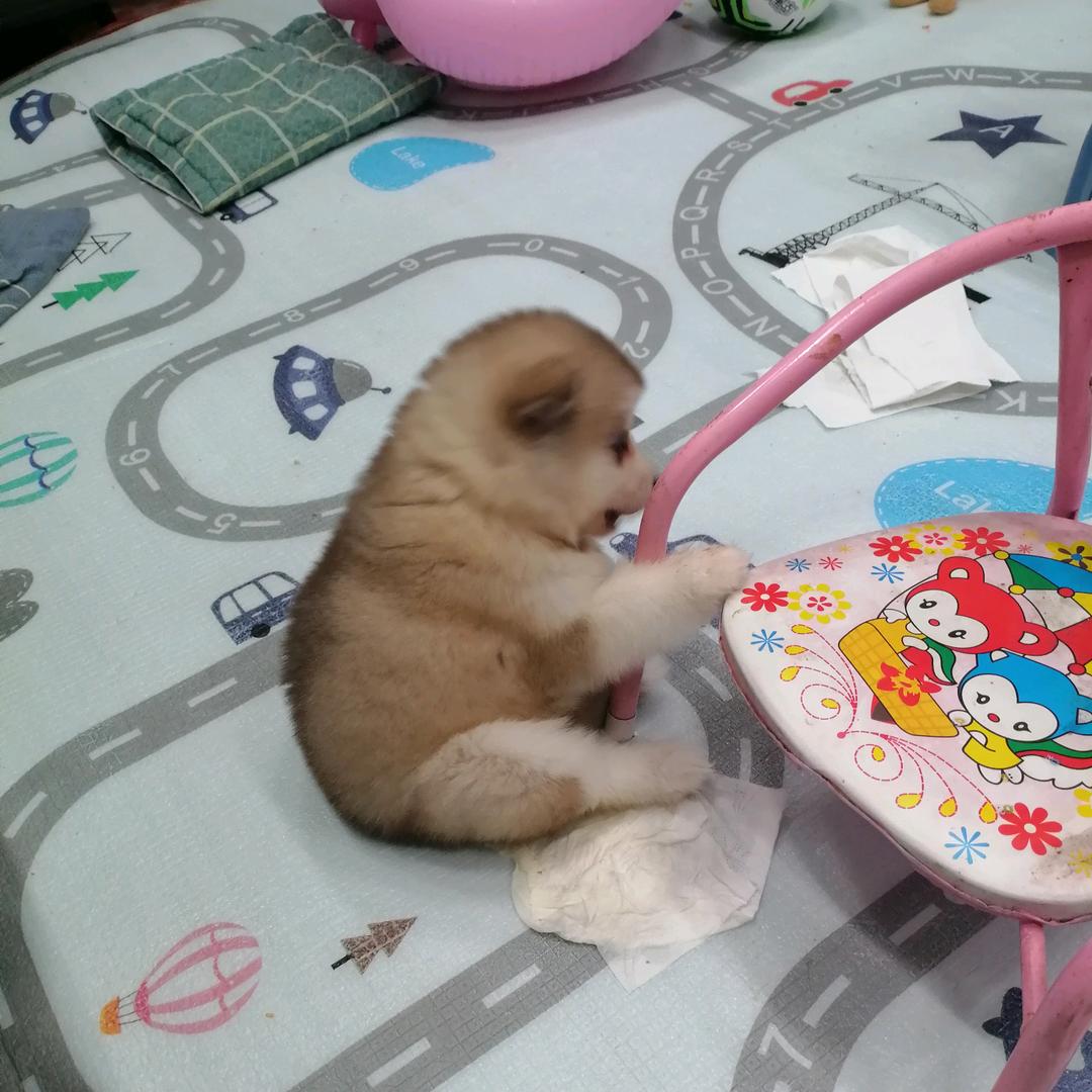 蹦蹦呀