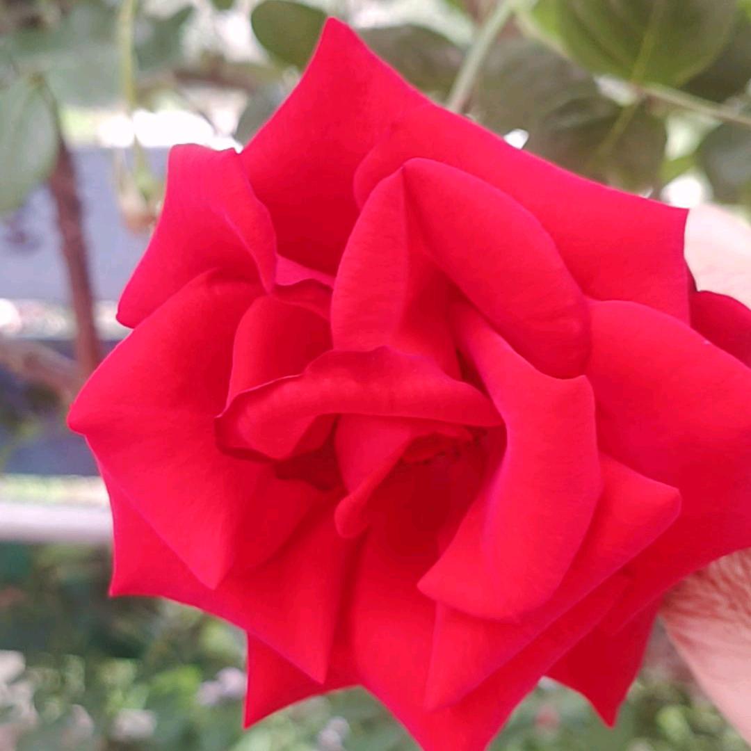 芙蓉花