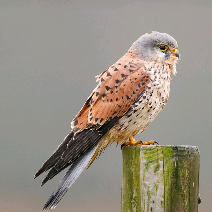 Y一个人的华尔兹