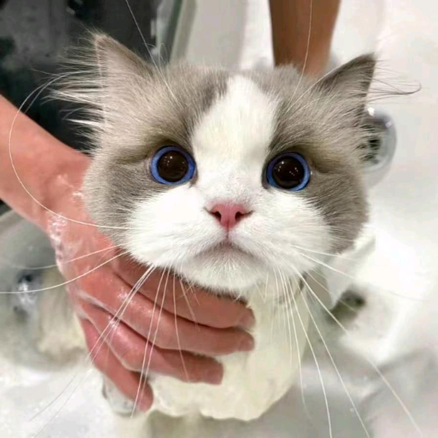 猜忌头像
