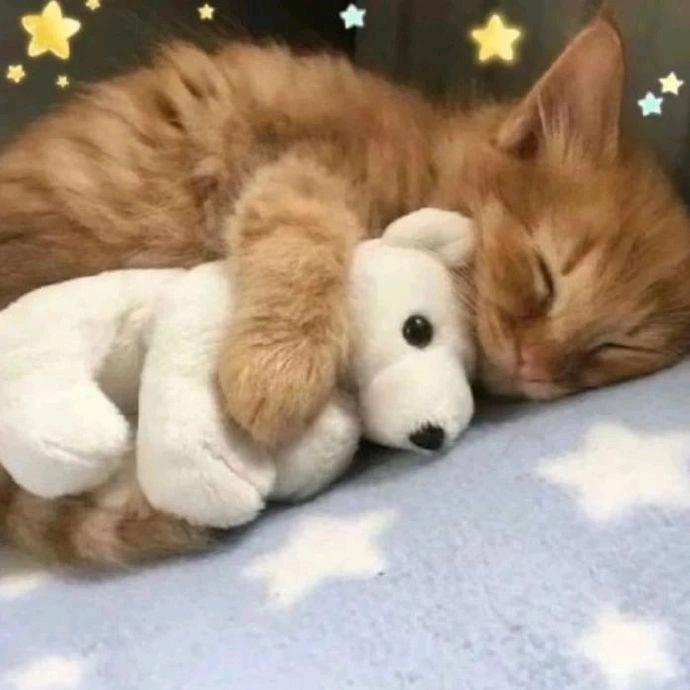 笨᳐&猫᳐੭