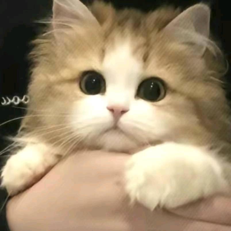 苶
