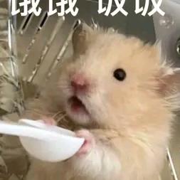 爆炸小猫hanana