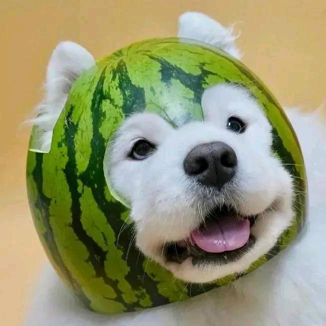 老司机等一辆车