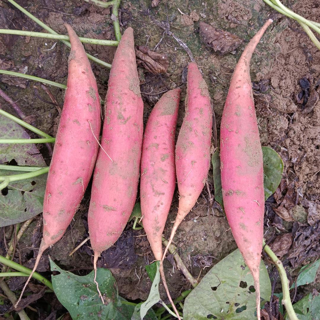 前程似锦，薯你最好！