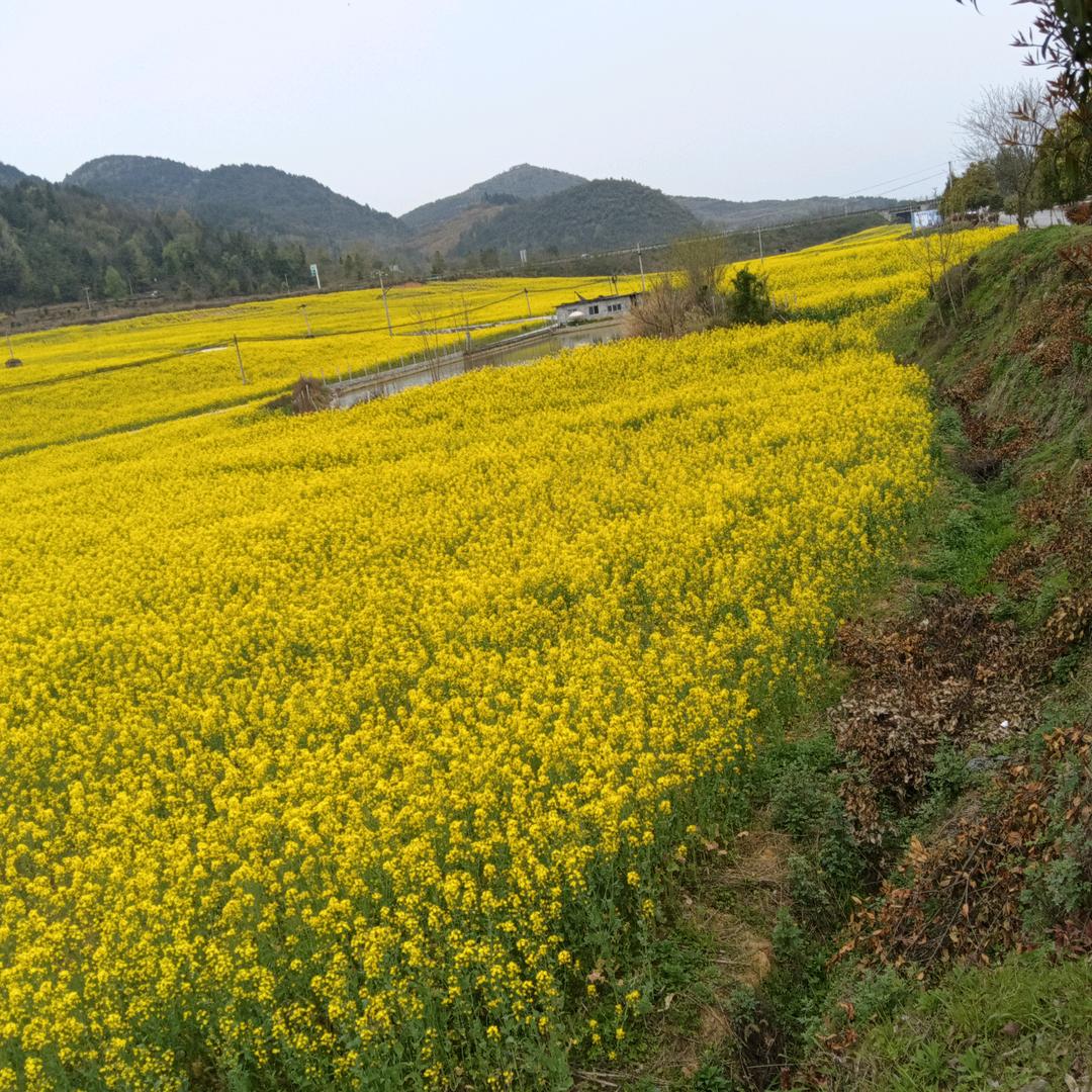 飞飞