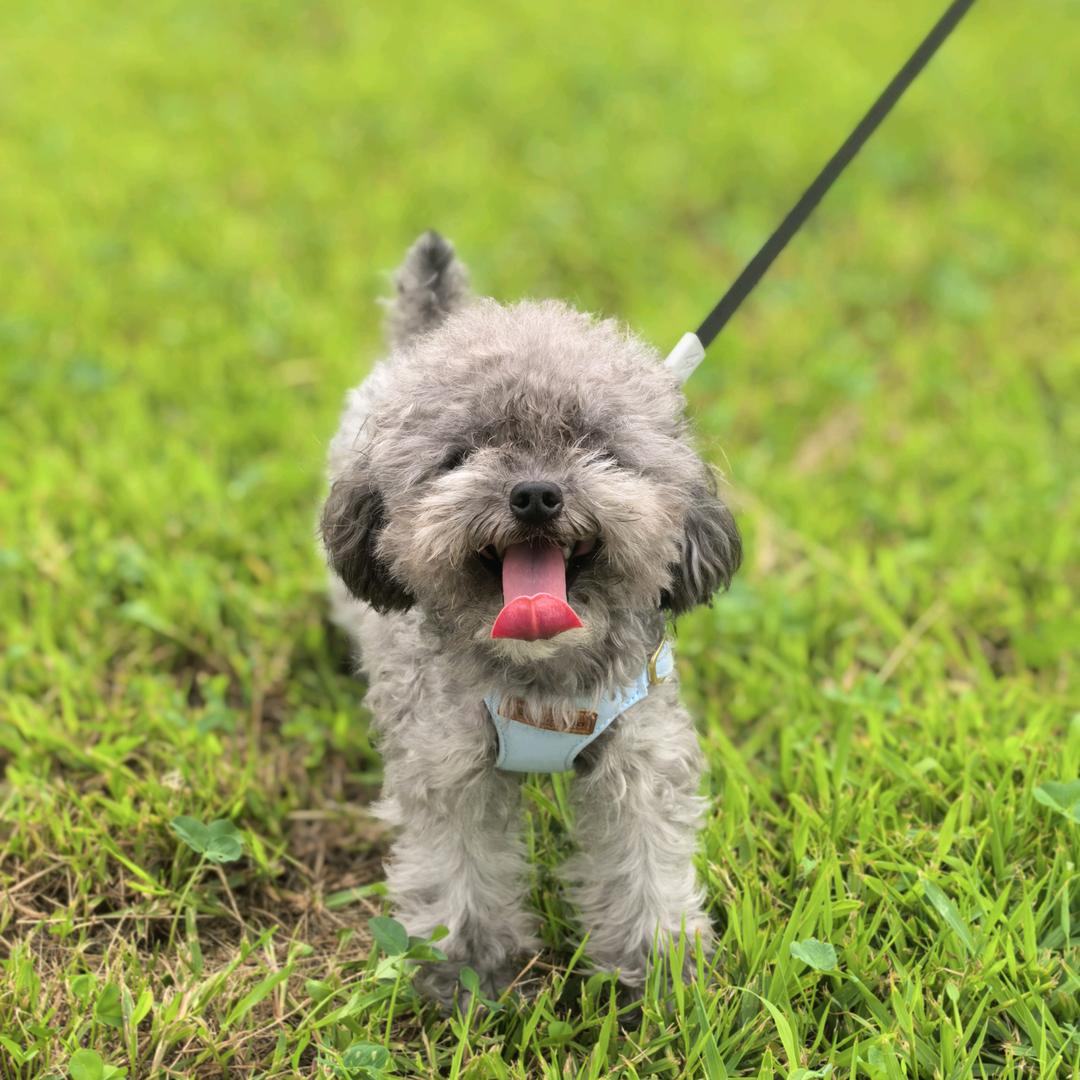 🐶是十一啊～