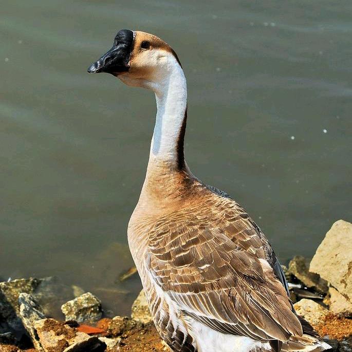 养鹅技术指导～