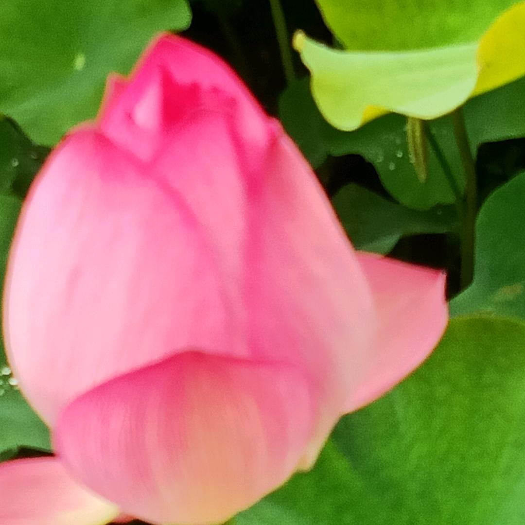 白仓塘田市讲不清，吴记好运来