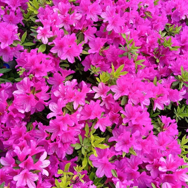 平平淡淡才是真