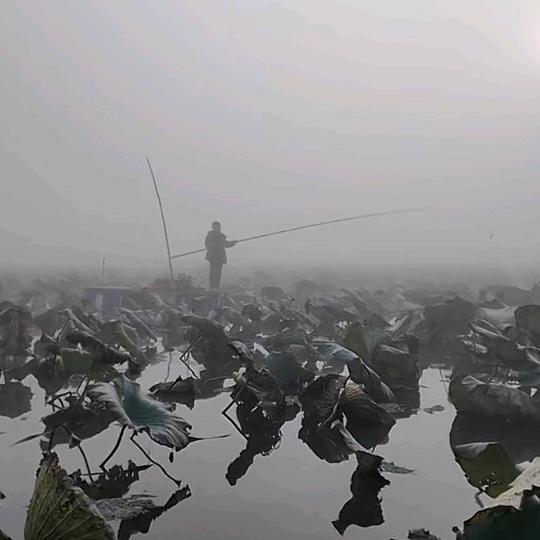 微龍