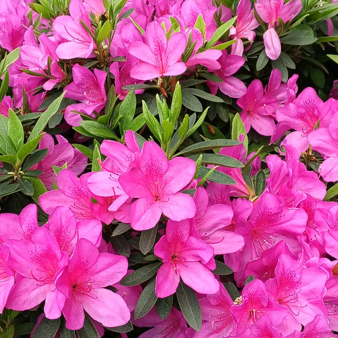 🌹微🌺微🧣一🌷笑🍓