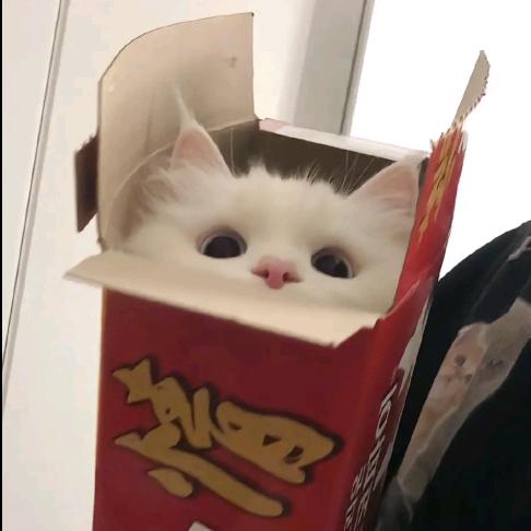 爆炒小兔