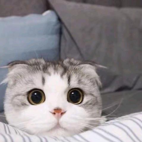 柠檬