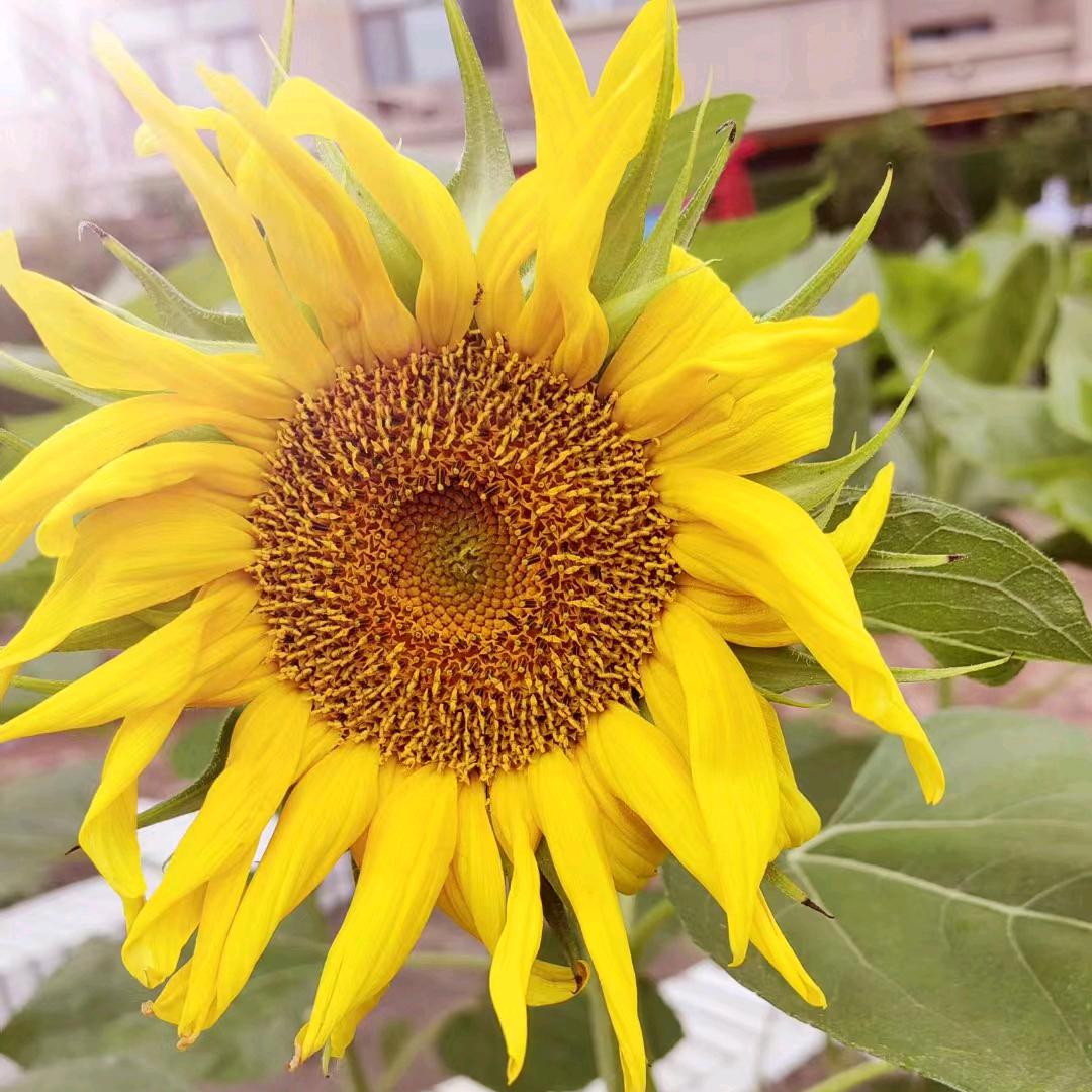 花开向阳