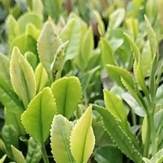 日照山泉绿青茶
