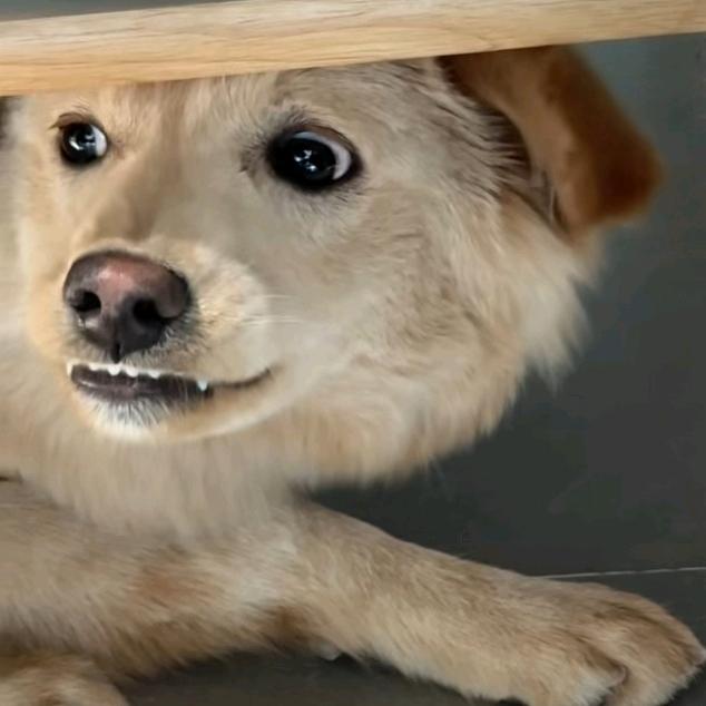 百事要加冰丶