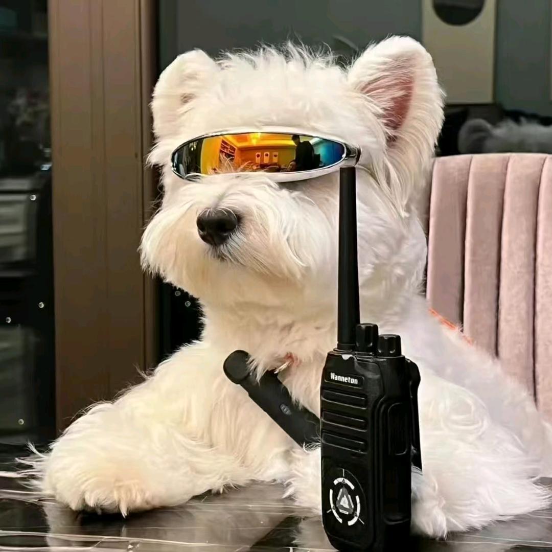 惊鸿（三角洲行动）