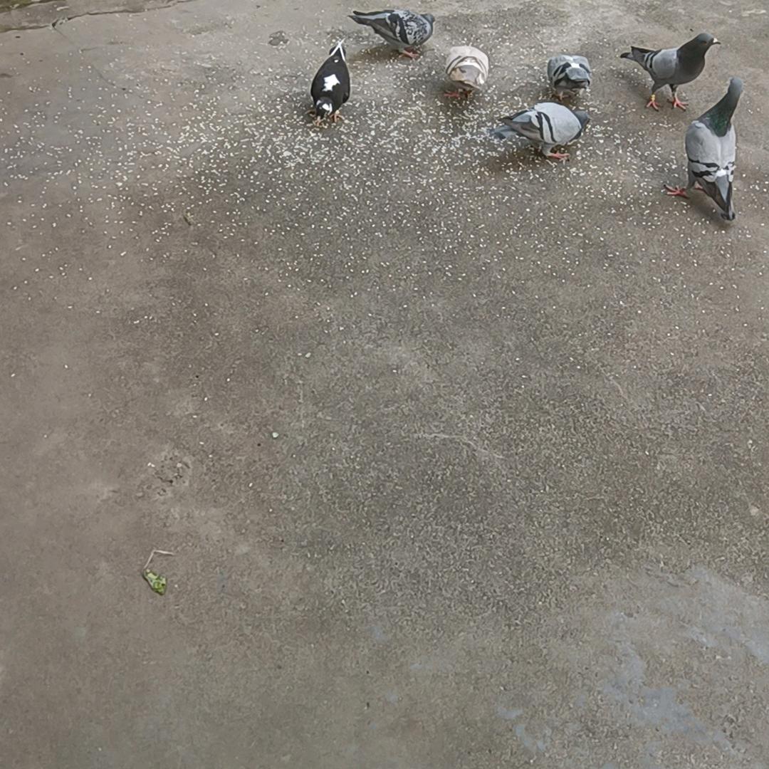 力庭