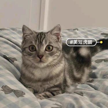 汤圆圆不圆～