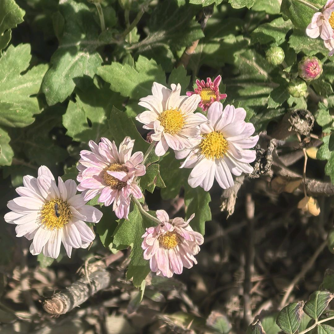 萌呆萌呆的 QQ寇女士