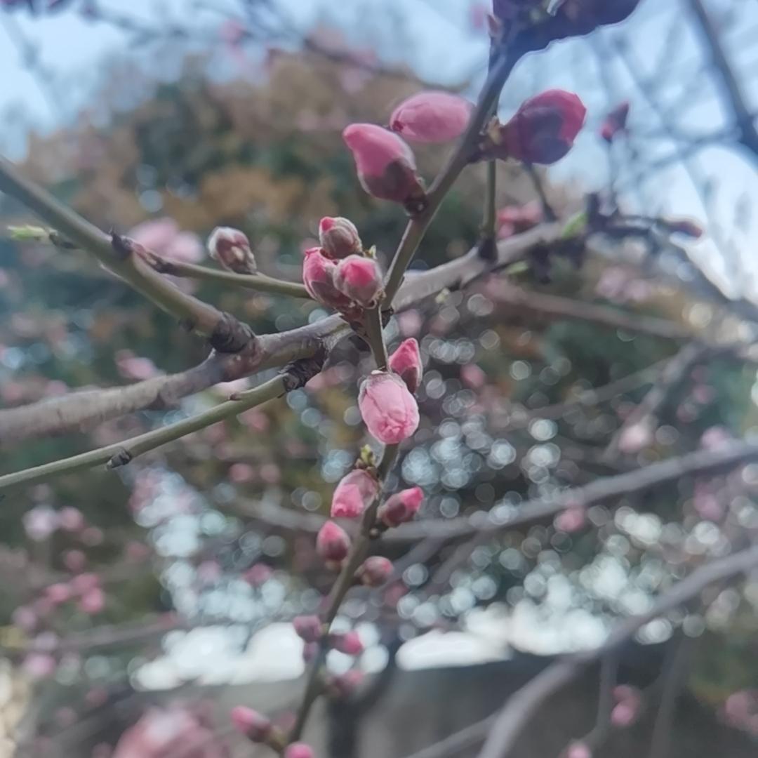 怀念