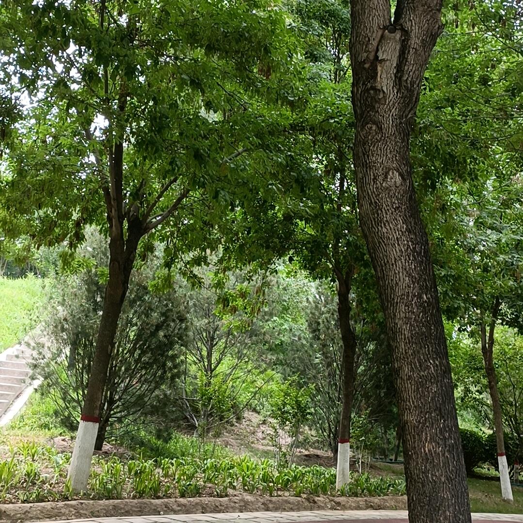 轻轻的风