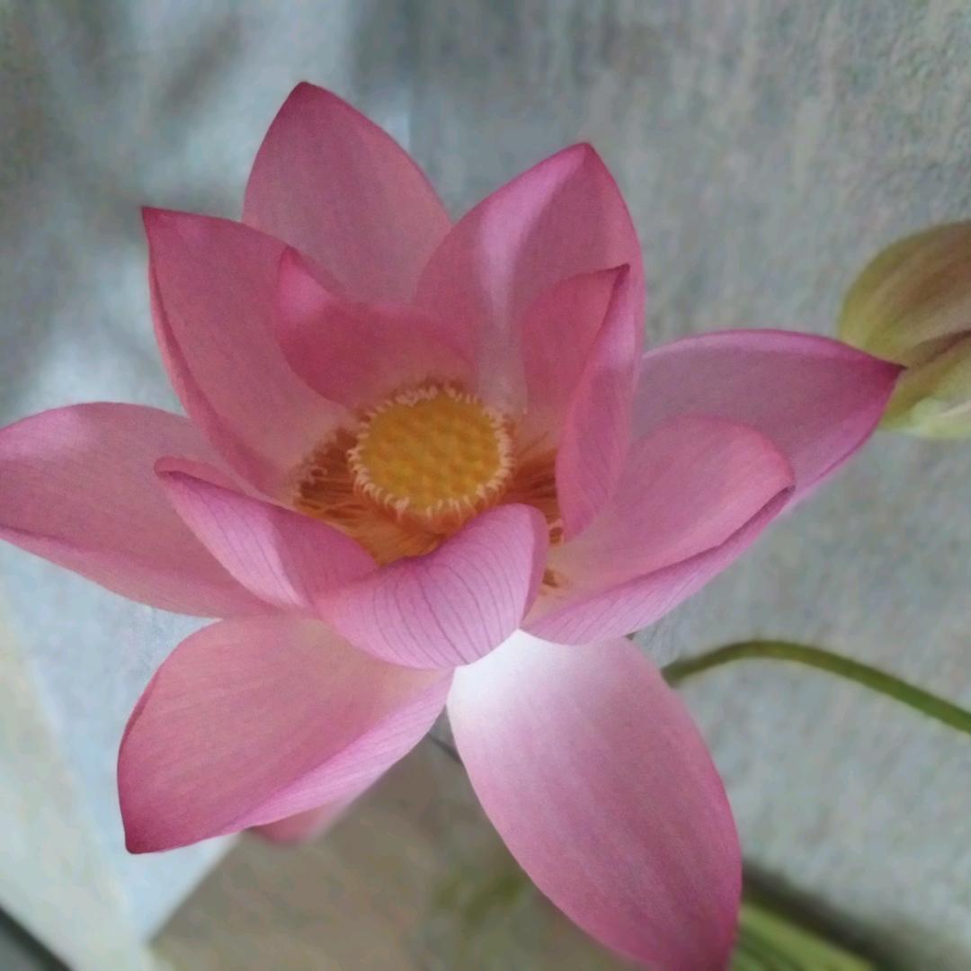 王小丫