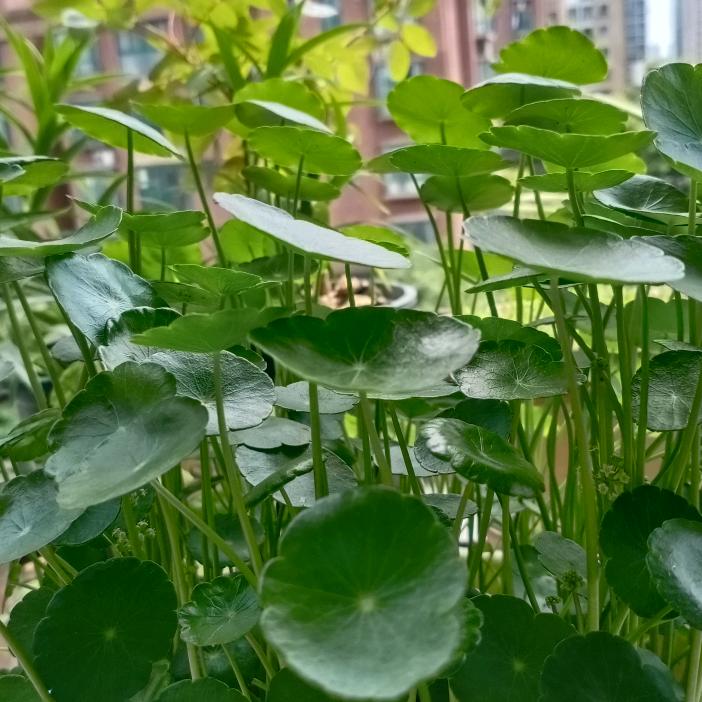 老范