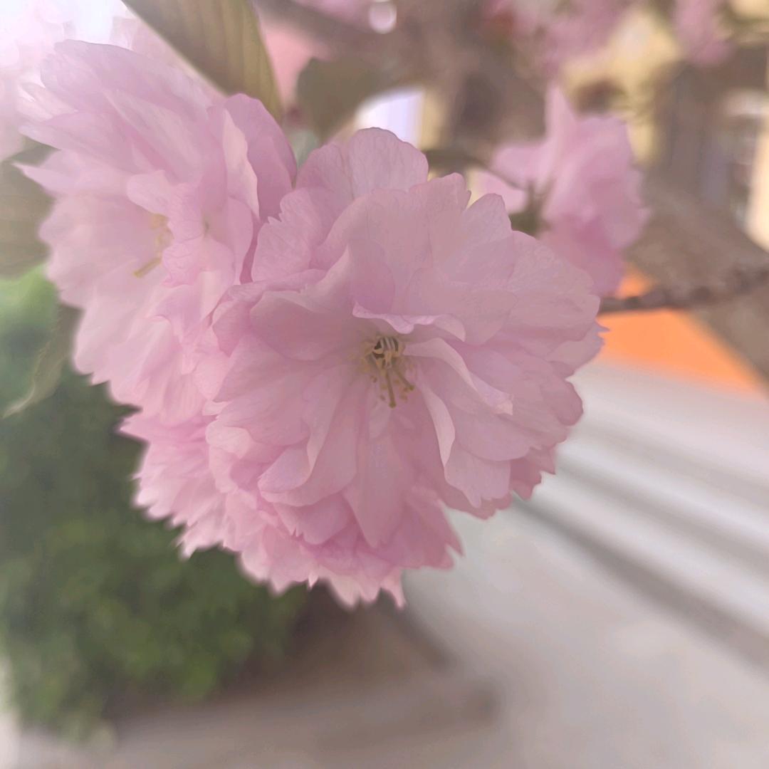 凤儿