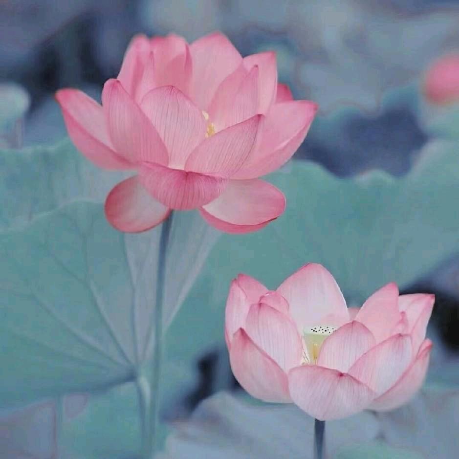 张洪彦 00312 慈恭