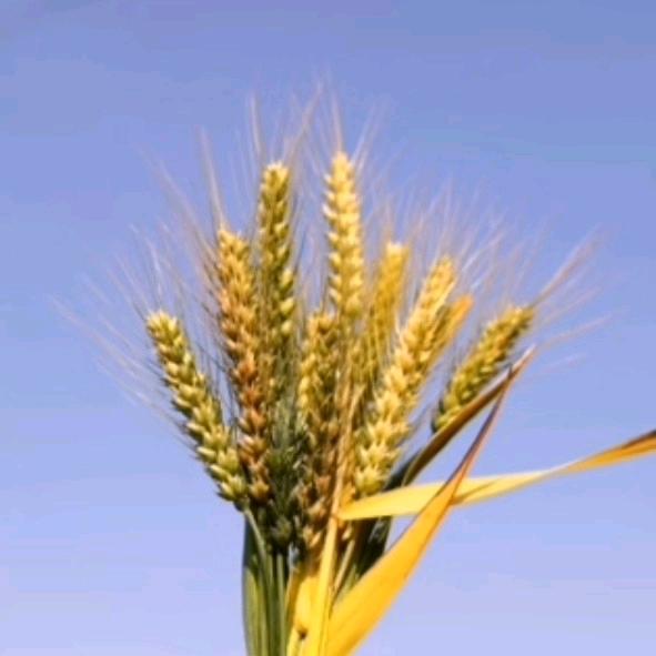 洲际食品工厂店精选