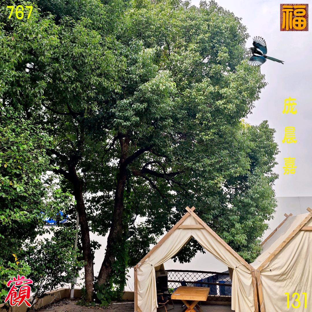 庞晨嘉