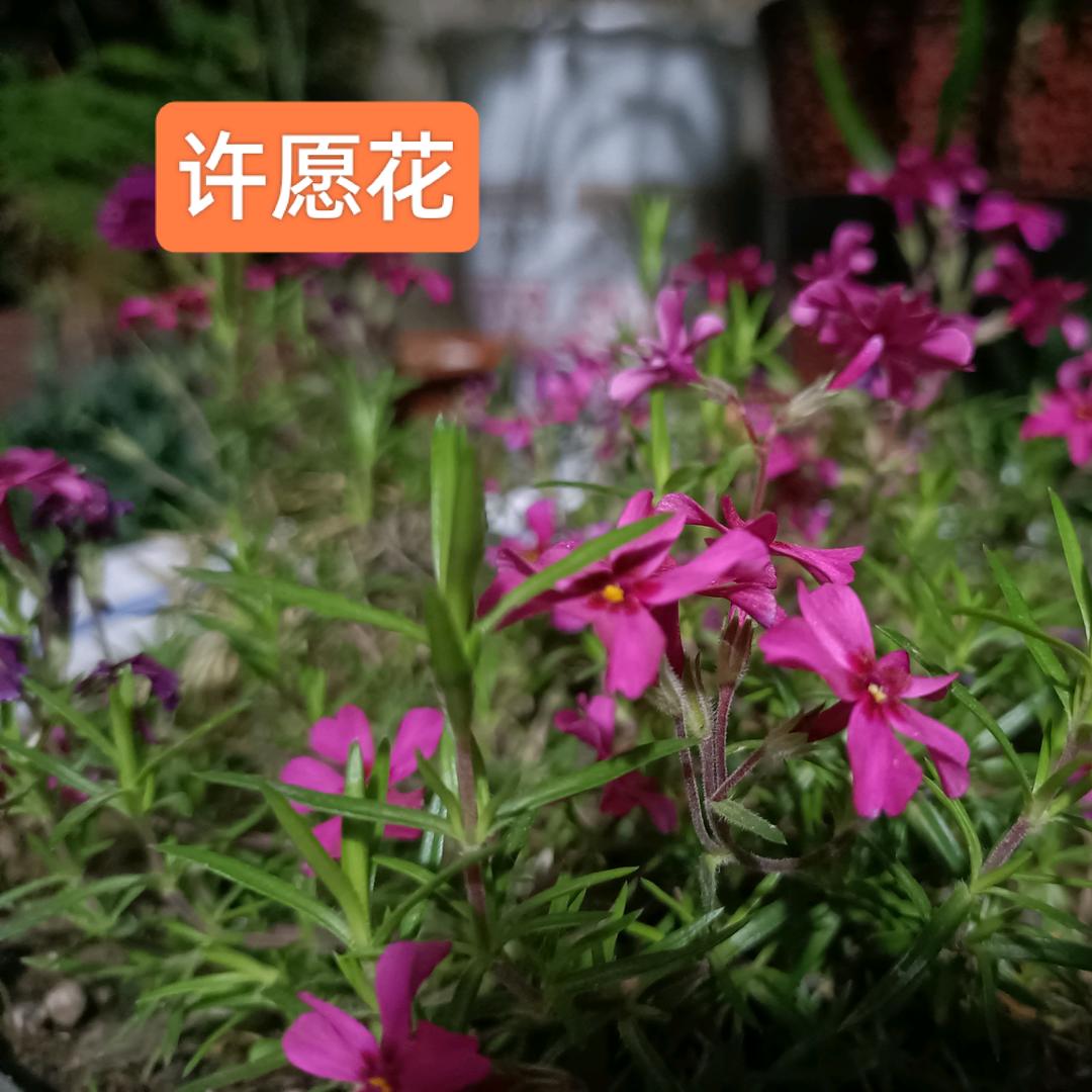 刘恋